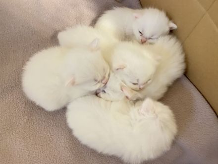 Süße BKH/BLH Kitten