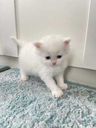 Süße BKH/BLH Kitten