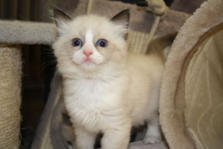 Wunderschöne reinrassige Ragdoll Katzen - Kitten Mädchen und Jungs