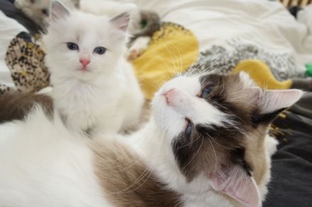 Wunderschöne reinrassige Ragdoll Katzen - Kitten Mädchen und Jungs