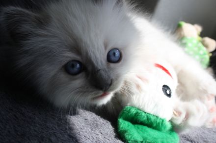 Wunderschöne reinrassige Ragdoll Katzen - Kitten Mädchen und Jungs