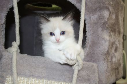 Wunderschöne reinrassige Ragdoll Katzen - Kitten Mädchen und Jungs
