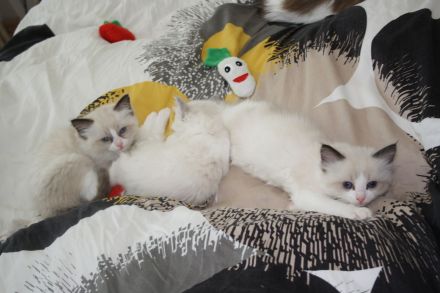 Wunderschöne reinrassige Ragdoll Katzen - Kitten Mädchen und Jungs