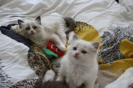 Wunderschöne reinrassige Ragdoll Katzen - Kitten Mädchen und Jungs