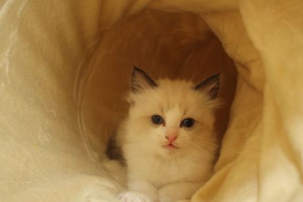 Wunderschöne reinrassige Ragdoll Katzen - Kitten Mädchen und Jungs