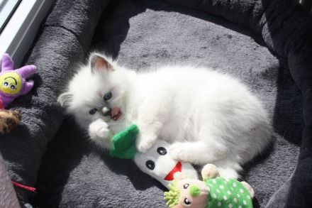 Wunderschöne reinrassige Ragdoll Katzen - Kitten Mädchen und Jungs