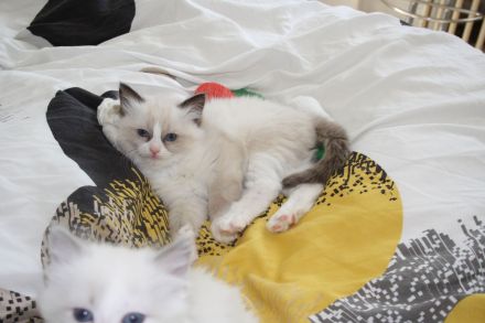 Wunderschöne reinrassige Ragdoll Katzen - Kitten Mädchen und Jungs