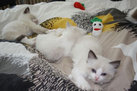 Wunderschöne reinrassige Ragdoll Katzen - Kitten Mädchen und Jungs