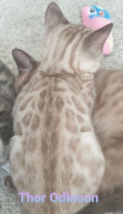 Süße Zuckerschnuten suchen ein neues Zuhause