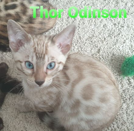 Süße Zuckerschnuten suchen ein neues Zuhause