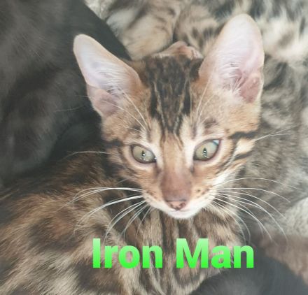 Süße Zuckerschnuten suchen ein neues Zuhause