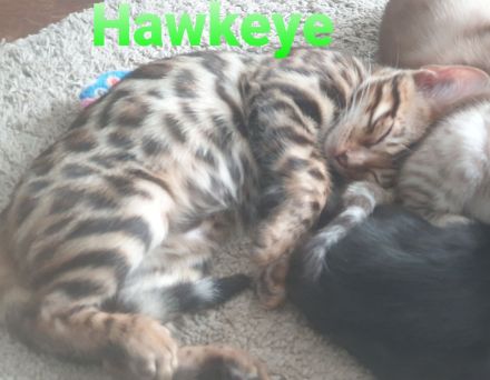 Süße Zuckerschnuten suchen ein neues Zuhause