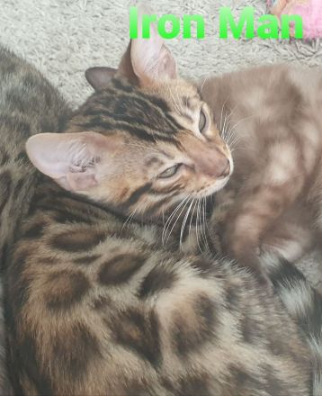 Süße Zuckerschnuten suchen ein neues Zuhause