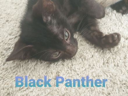 Süße Zuckerschnuten suchen ein neues Zuhause