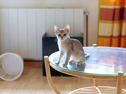 Die Singapurababies sind angekommen