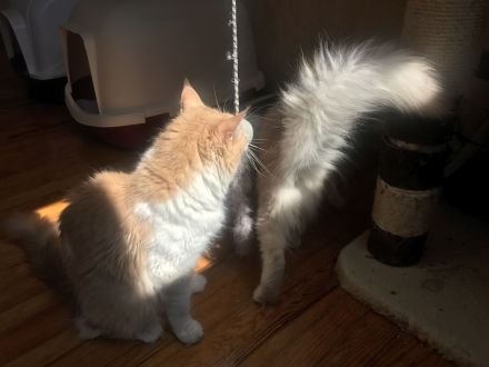 XXL liebe rote Rheinrassige  Maine Coon Dame sucht eine liebevolle Familie.