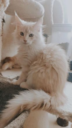 XXL liebe rote Rheinrassige  Maine Coon Dame sucht eine liebevolle Familie.