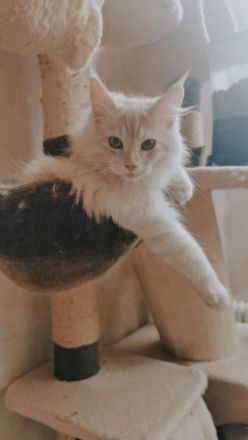 XXL liebe rote Rheinrassige  Maine Coon Dame sucht eine liebevolle Familie.