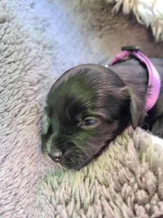 Havaneser Welpen mit Papieren aus liebevoller Familienzucht