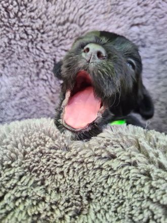 Havaneser Welpen mit Papieren aus liebevoller Familienzucht