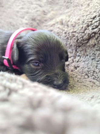 Havaneser Welpen mit Papieren aus liebevoller Familienzucht