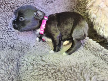 Havaneser Welpen mit Papieren aus liebevoller Familienzucht