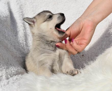 Alaskan klee kai Mädchen mit blauen Augen
