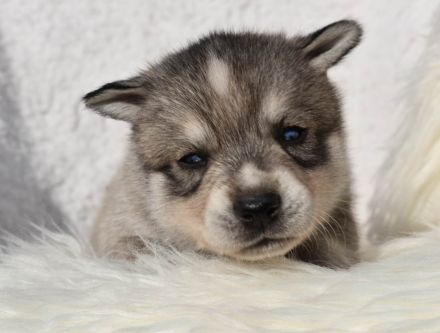 Alaskan klee kai Mädchen mit blauen Augen