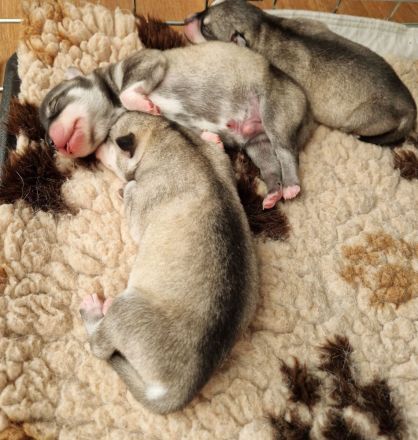 Alaskan klee kai Mädchen mit blauen Augen