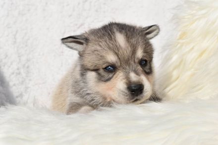 Alaskan klee kai Mädchen mit blauen Augen