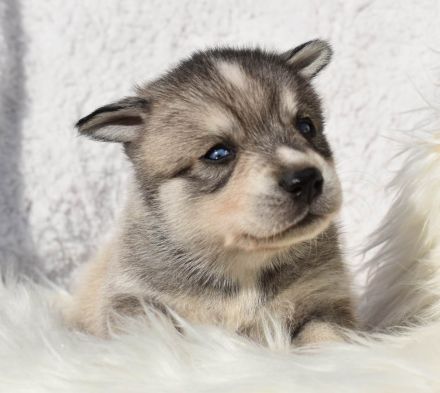 Alaskan klee kai Mädchen mit blauen Augen