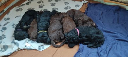 Großpudel Königspudel Welpen in liebevolle Hände abzugeben