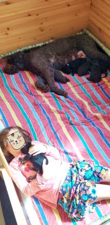 Großpudel Königspudel Welpen in liebevolle Hände abzugeben