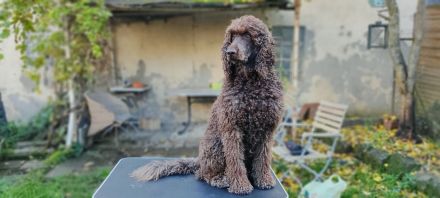 Großpudel Königspudel Welpen in liebevolle Hände abzugeben
