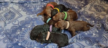 Großpudel Königspudel Welpen in liebevolle Hände abzugeben