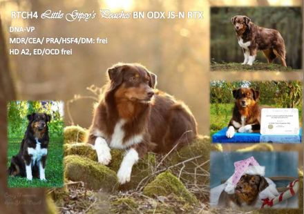 ASCA Deckrüde Little Gipsy's heartbeat@pril