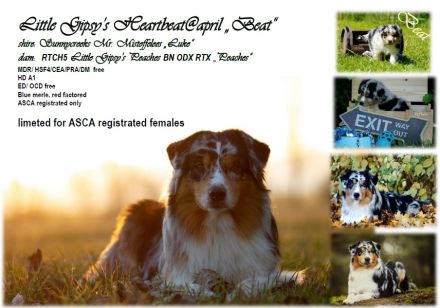 ASCA Deckrüde Little Gipsy's heartbeat@pril