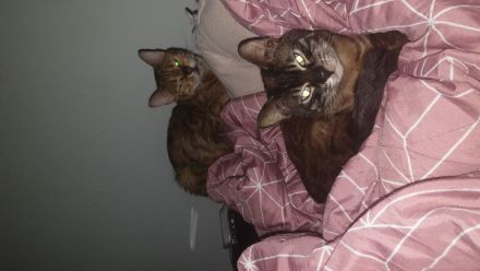 Liebevolle Bengal katze abzugeben