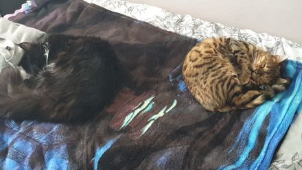 Liebevolle Bengal katze abzugeben