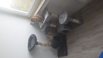 Liebevolle Bengal katze abzugeben