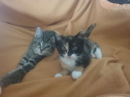 Kitten/ Katzenbabys abzugeben