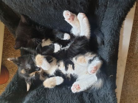 Kitten/ Katzenbabys abzugeben