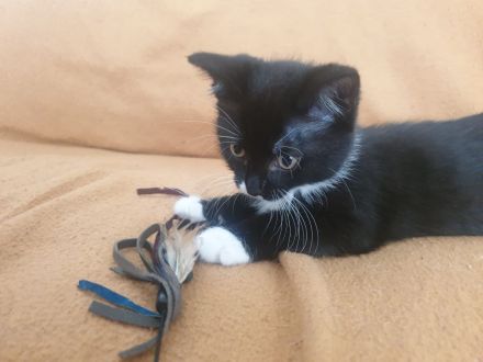 Kitten/ Katzenbabys abzugeben