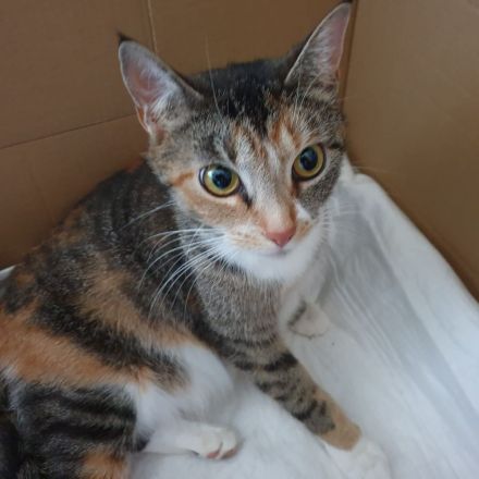 Kitten/ Katzenbabys abzugeben