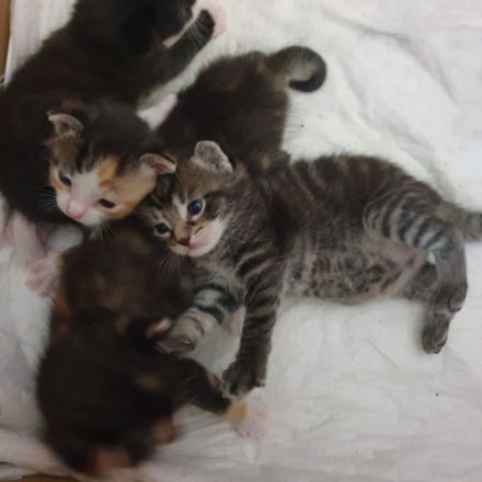 Kitten/ Katzenbabys abzugeben