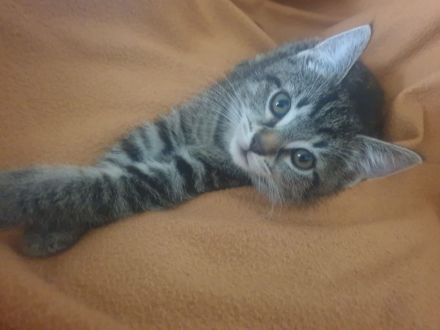 Kitten/ Katzenbabys abzugeben