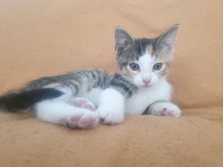 Kitten/ Katzenbabys abzugeben