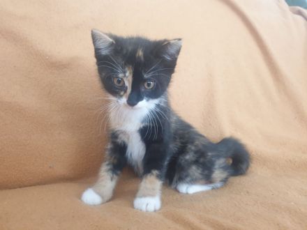 Kitten/ Katzenbabys abzugeben