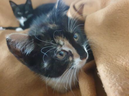 Kitten/ Katzenbabys abzugeben