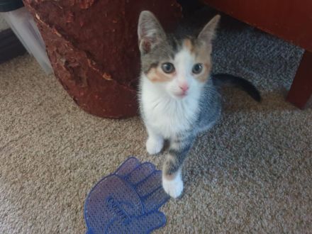 Kitten/ Katzenbabys abzugeben